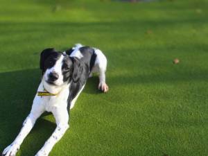Lenny - male Spaniel (English Springer) Cross Photo