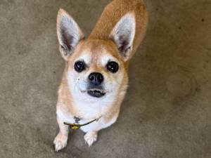 Aris - male Chihuahua (Smooth Coat) Photo