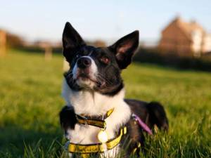 Flora - female Collie (Border) Photo
