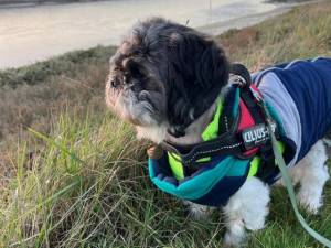 Pablo - male Shih Tzu Photo
