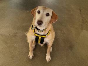 Archie - male Retriever (Labrador) Cross Photo