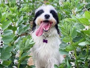 Badger - male Spaniel (English Springer) Cross Photo