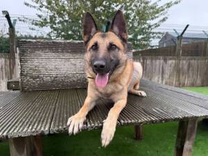 Pluto - male Belgian Shepherd Dog (Malinois) Photo