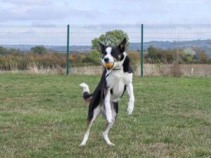 Tilly - female Collie (Border) Photo