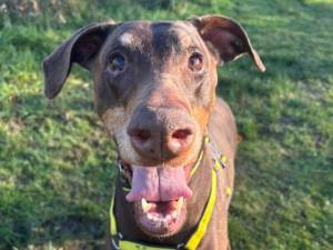 Bella - female Dobermann Photo