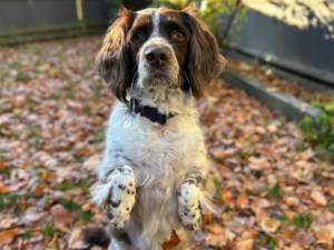 Luna - female Spaniel (English Springer) Photo
