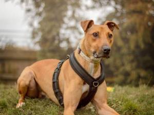 Captain Porkchop - male Lurcher Photo