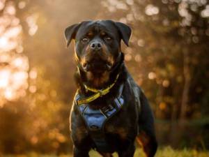 Flossie - female Rottweiler Photo