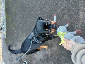 Skye - female Rottweiler Photo