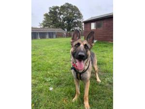 Hettie - Female German Shepherd Photo