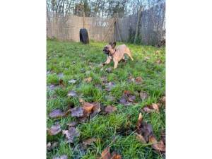 Frankie - Male French Bulldog Photo