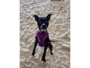 Pebble - Female Staffordshire Bull Terrier Photo