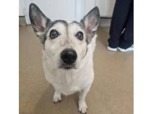 Lady - Female Jack Russell Terrier Cross Photo