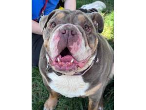 Spud - Male Bulldog Photo