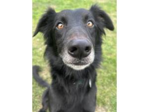 Max - Male Lurcher Cross Photo