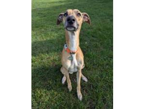 Arthur - Male Whippet Cross Photo