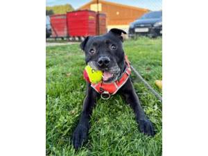 Roger - Male Staffordshire Bull Terrier Photo