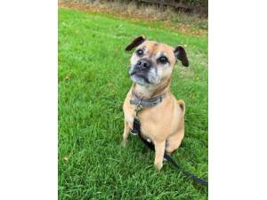 Ronnie - Male Jug Photo