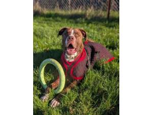 Rodney - Male Crossbreed Photo