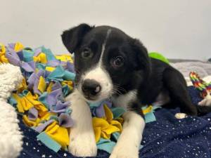 Ridoc - male Collie (Border) Cross Photo