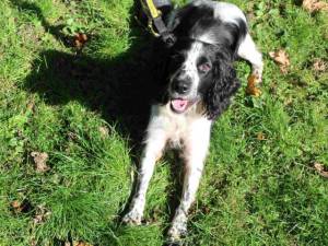 Bobby - male Spaniel (English Springer) Photo
