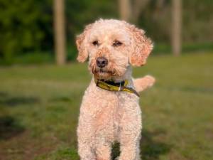Galloway - male Spaniel (Cocker) Cross Photo