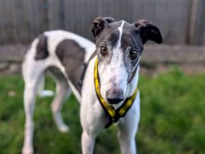 Aero - male Greyhound Photo