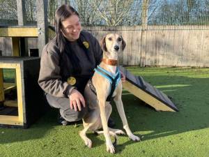 River - female Lurcher Photo