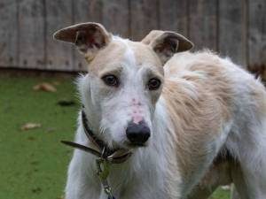 Jago - male Lurcher Photo