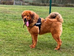 Marnie - female Tibetan Mastiff Photo