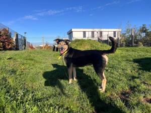 Saffy - female German Shepherd Dog Cross Photo