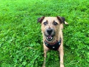 Nacho - male Terrier (Patterdale) Cross Photo