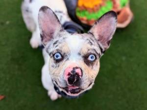 Pooky - female French Bulldog Cross Photo