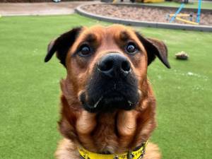 Marshal - male Belgian Shepherd Dog (Groenendael) Cross Photo