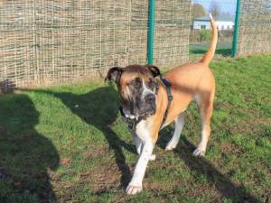 Nelson - male Boerboel Photo