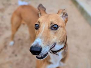 Duplo - male Lurcher Photo