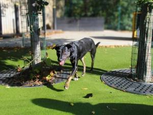 Maude - female Collie (Border) Cross Photo