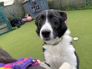 Patrick - male Collie (Border) Photo