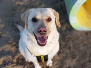 Ozzy - male Retriever (Labrador) Photo
