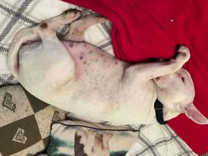 Laila - female Terrier (Bull) Photo