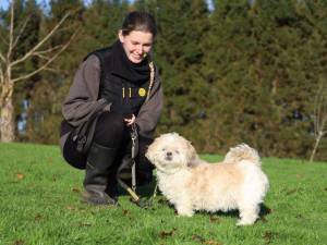 Penny - female Shih Tzu Photo