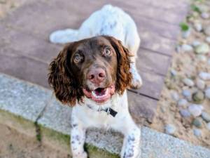 Lester - male Spaniel (English Springer) Photo