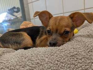 Jack - male Terrier (Jack Russell) Cross Photo