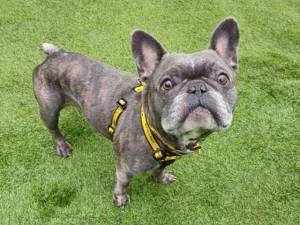 Rocky - male French Bulldog Photo