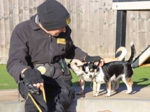 Freyah &amp; Maybelle - female Chihuahua (Smooth Coat) Photo