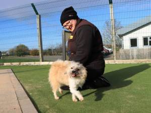Wilson - male Bichon Frise Cross Photo