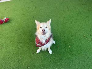 Ben - male Collie (Bearded) Cross Photo