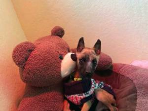 Phoenix - male Belgian Shepherd Dog (Malinois) Photo