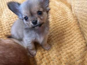 Travis - male Chihuahua (Smooth Coat) Photo