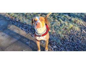 Mortimer - Male Staffordshire Bull Terrier Photo